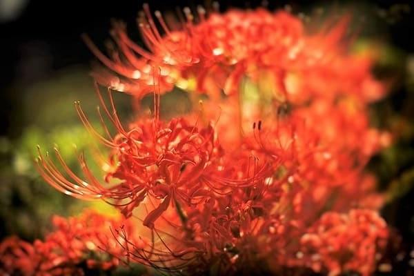 Hoa Bỉ Ngạn - Đặc điểm, ý nghĩa và các truyền thuyết liên quan - Cây cảnh - Vườn