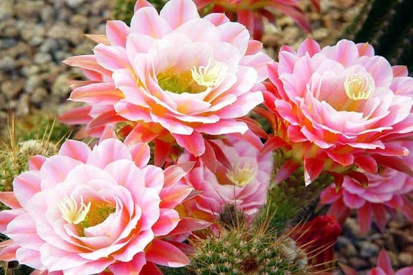 Hoa Xương Rồng: Phân loại, ý nghĩa và cách trồng mau ra hoa - 1