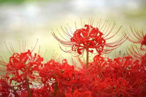Hình hình họa hoa bỉ ngạn  Tình yêu thương ko trọn vẹn vẹn  QuanTriMangcom