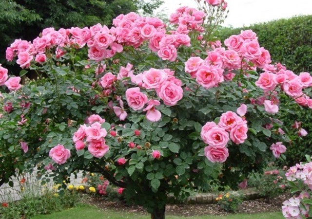 Cây hoa hồng với những bông hoa thật tuyệt đẹp là điểm nhấn của một ngôi nhà. Thật tuyệt vời khi hoa hồng lại nở rộ và tô vẻ đẹp cho căn nhà của bạn. Hãy trồng hoa hồng và tận hưởng cảm giác tuyệt vời của sự đam mê và yêu thích hoa hồng.