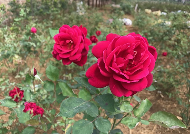 Cây hoa hồng luôn là biểu tượng của sự đẹp và tinh khiết. Làm mới không gian sống của bạn bằng cách đến với hình ảnh hoa hồng đẹp nhất với những màu sắc tuyệt đẹp, tươi trẻ và sống động.