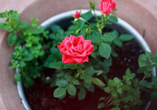 Cách chăm sóc Hoa Hồng cây tốt, không sâu bệnh và ra hoa đẹp - 5