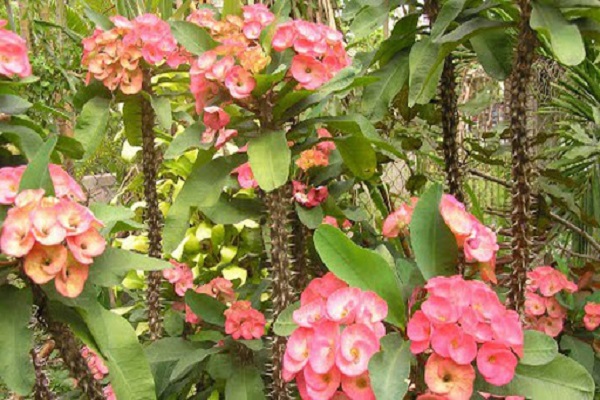 Hoa Xương Rồng: Phân loại, ý nghĩa và cách trồng mau ra hoa - 6
