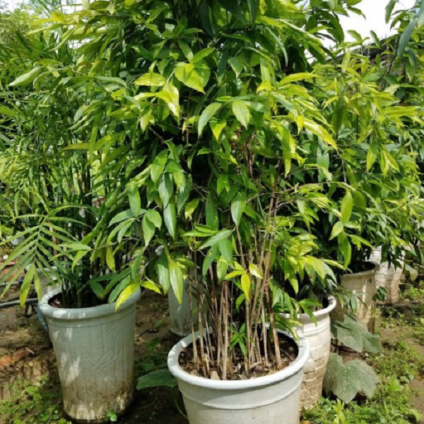 Cây Trúc Nhật hợp mệnh gì cách trồng và chăm sóc cây đẹp