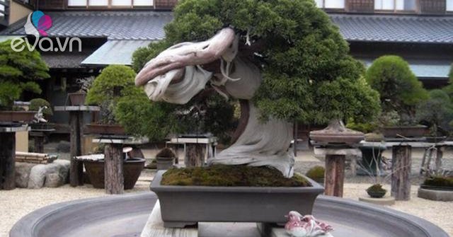 Cây bonsai là gì, nguồn gốc, phân loại và những loại cây đẹp