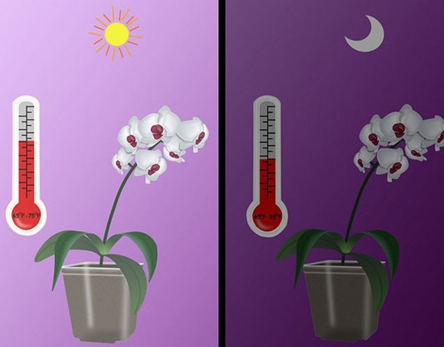 Cách chăm sóc lan đơn giản, cây phát triển tốt ra hoa đẹp - 5