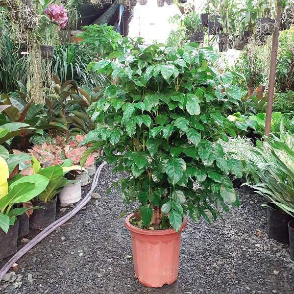 Cây Hạnh Phúc hợp mệnh gì? Đặc điểm, ý nghĩa phong thủy và cách trồng - 1