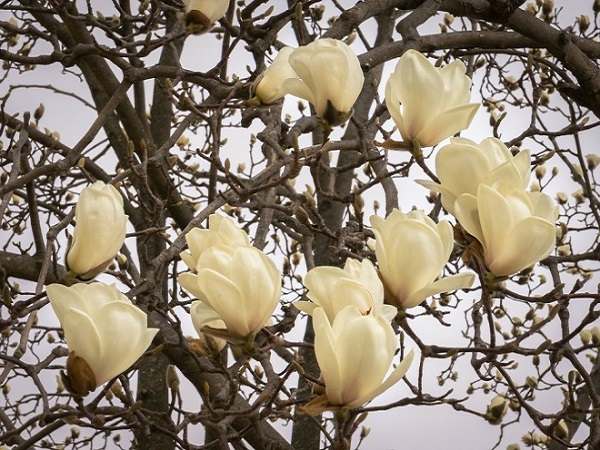 Cây Hoa Mộc Lan - Ý nghĩa và cách trồng giúp hoa nở đẹp - 10