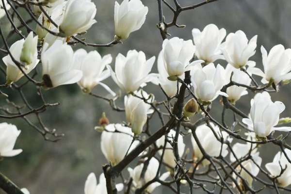 Cây Hoa Mộc Lan - Ý nghĩa và cách trồng giúp hoa nở đẹp