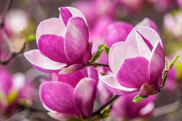 Cây Hoa Mộc Lan - Ý nghĩa và cách trồng giúp hoa nở đẹp - 6
