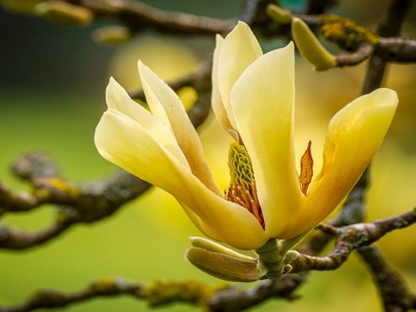 Cây Hoa Mộc Lan - Ý nghĩa và cách trồng giúp hoa nở đẹp - 5