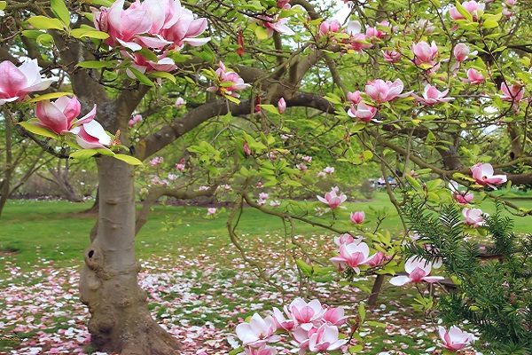 Cây Hoa Mộc Lan - Ý nghĩa và cách trồng giúp hoa nở đẹp - 9