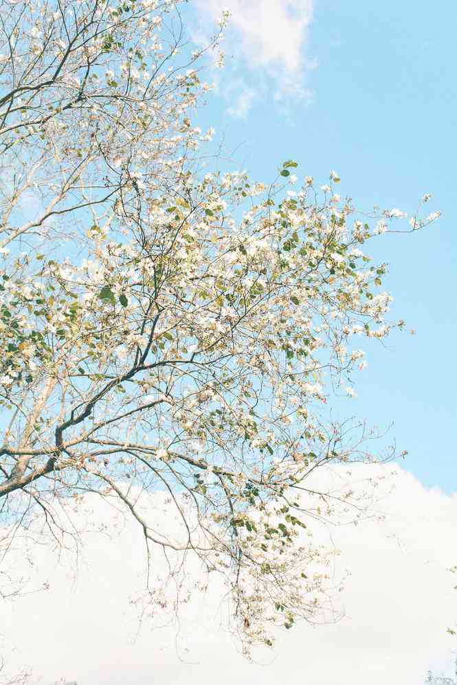 Hoa ban là một trong những loài hoa đẹp nhất của Việt Nam. Hãy khám phá hình ảnh hoa ban trên nền lá xanh mướt để được trải nghiệm sự tuyệt vời của thiên nhiên.