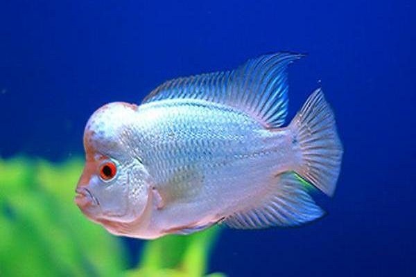Cá La Hán: Nguồn gốc, đặc điểm, các loại đẹp và cách nuôi Cá La Hán: Nguồn Gốc, Đặc Điểm, Các Loại Đẹp Và Cách Nuôi