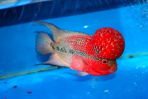 Cá La Hán: Nguồn gốc, đặc điểm, các loại đẹp và cách nuôi - 8
