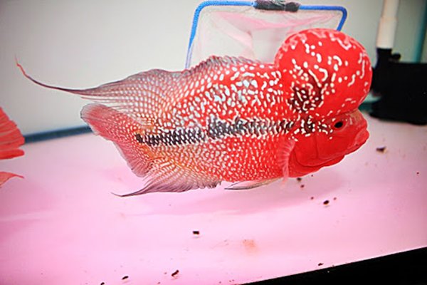 Cá La Hán: Nguồn gốc, đặc điểm, các loại đẹp và cách nuôi - 1