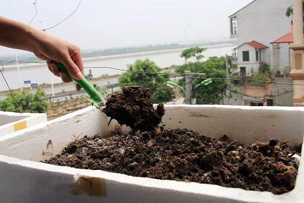 Cách trồng rau muống trong thùng xốp bằng hạt hoặc cành dễ làm nhất