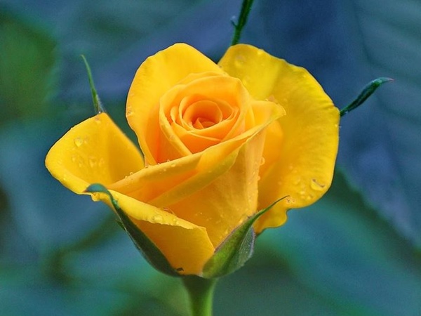 Hoa hồng vàng đẹp tỏa sáng trong bức ảnh này, với màu sắc rực rỡ cùng độ tươi mới của những cánh hoa, bạn như muốn sưởi ấm tâm hồn của mình bằng những bông hoa tuyệt đẹp này.