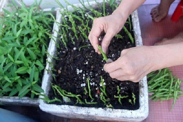 Cách trồng rau muống trong thùng xốp bằng hạt hoặc cành dễ làm nhất - 9