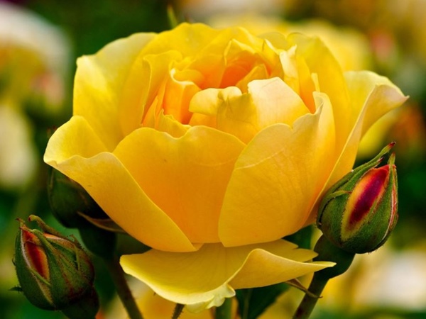 Hoa Hồng Vàng Nguồn Gốc - Hãy khám phá nguồn gốc và sự độc đáo của loại hoa hồng đặc trưng này. Được ưa chuộng vì màu sắc rực rỡ và mùi hương thơm ngát, hoa hồng vàng luôn là chủ đề thu hút trong lễ cưới và các dịp lễ tết. Hãy xem hình ảnh để cảm nhận sự tinh tế và đẹp đẽ.