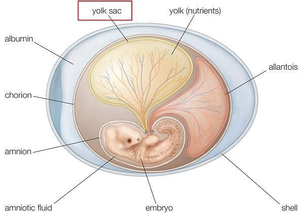 Siêu âm thai 5 tuần có Yolksac chưa có phôi có nguy hiểm không? - 1