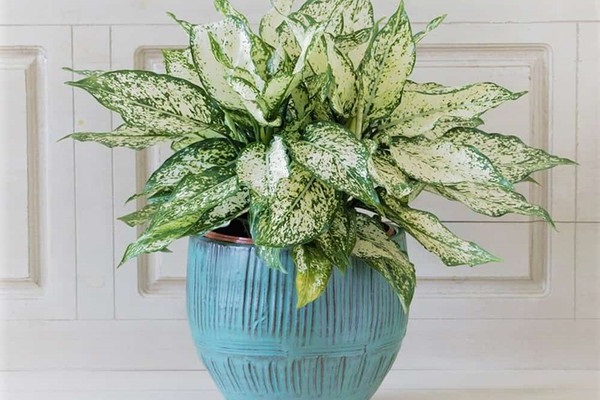 Mệnh Thủy hợp cây gì? Top 5 loại cây hợp mệnh Thủy mang về tài lộc - 1