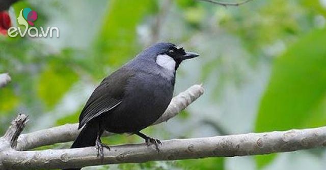 Chim Khướu: Đặc điểm, phân loại, cách nuôi và chăm sóc tốt ...