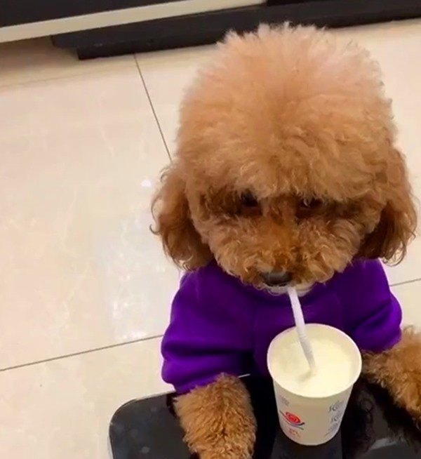 Chó thích uống trà sữa? Điều này quá ngạc nhiên và đáng yêu. Bạn sẽ muốn xem hình ảnh của chú cún này trong lúc thưởng thức trà sữa và tìm hiểu thêm về sở thích độc đáo của nó.