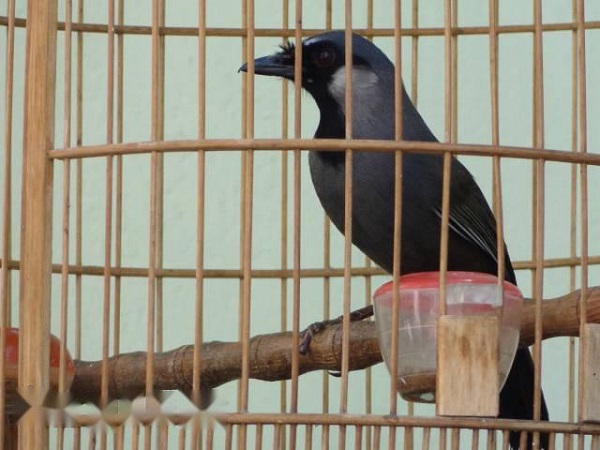 Các Giống Chim Cảnh Phổ Biến Thường được Nuôi Tại Việt Nam