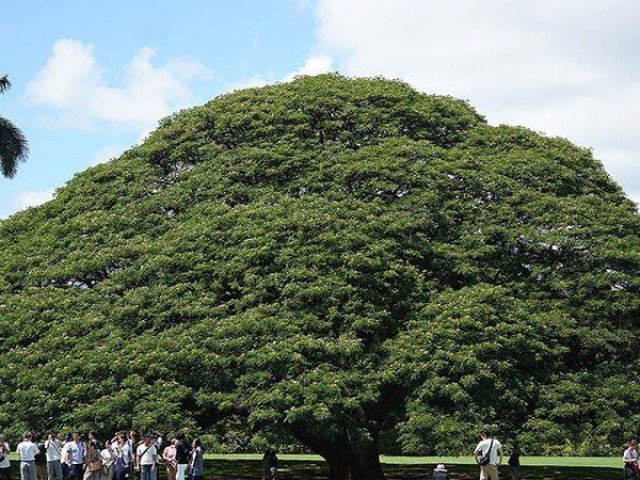 Cây khổng lồ trăm tuổi hái ra tiền ở Hawaii