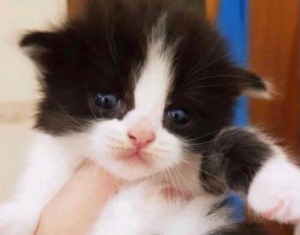 Bỏ 70 nghìn mua chú mèo hoang, chàng trai nuôi lớn mới biết đã lời 