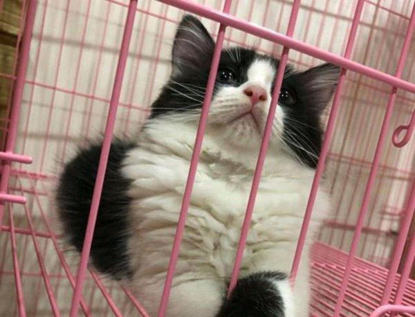 Bỏ 70 nghìn mua chú mèo hoang, chàng trai nuôi lớn mới biết đã lời 