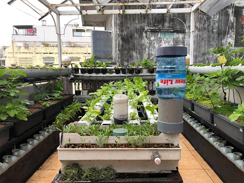 Độc đáo với mô hình trồng rau nuôi cá trên sân thượng của chàng trai Hà Nội   Trồng rau sạch tự động tại nhà  Aquaponics