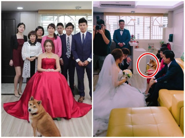 Biết tin cô chủ kết hôn chú chó mặt buồn như sắp khóc, bức ảnh cưới có điều lạ
