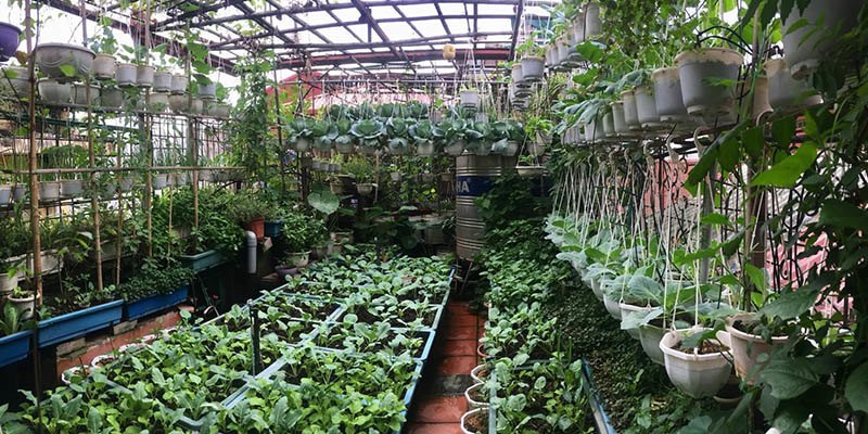 Mẹ Hà Nội làm vườn treo trên sân thượng 50m2, cả năm không mất tiền mua rau