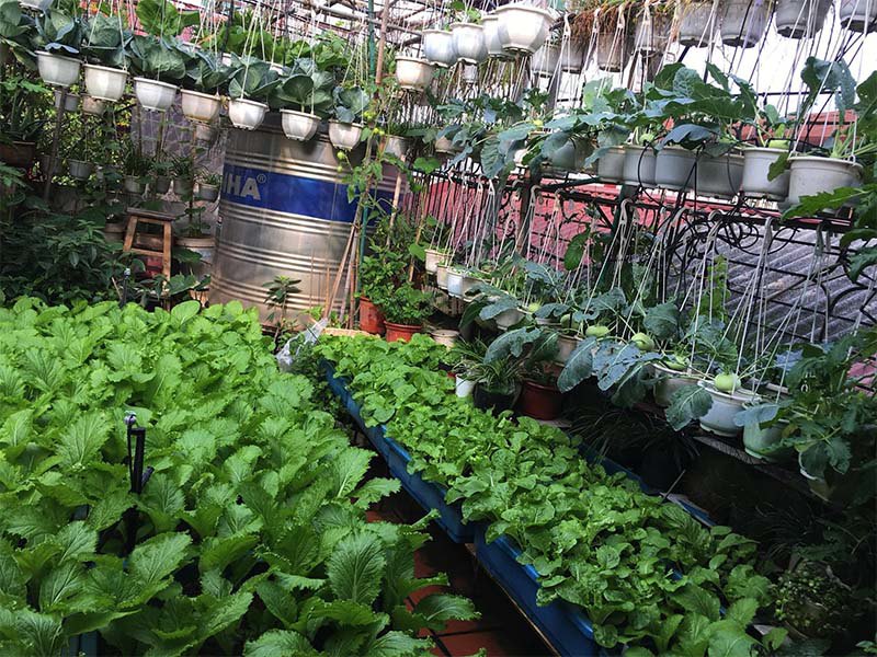 Mẹ Hà Nội làm vườn treo trên sân thượng 50m2, cả năm không mất tiền mua rau - 3