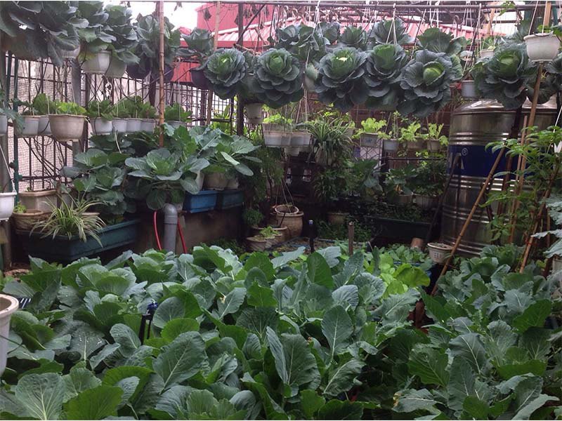 Mẹ Hà Nội làm vườn treo trên sân thượng 50m2, cả năm không mất tiền mua rau - 4