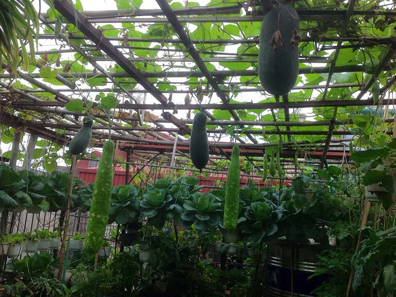 Mẹ Hà Nội làm vườn treo trên sân thượng 50m2, cả năm không mất tiền mua rau - 5