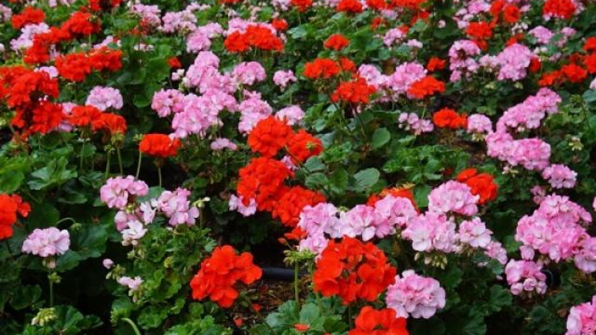 Hoa Phong Lữ Thảo: Đặc Điểm, Ý Nghĩa Và Cách Trồng Ra Hoa Đẹp