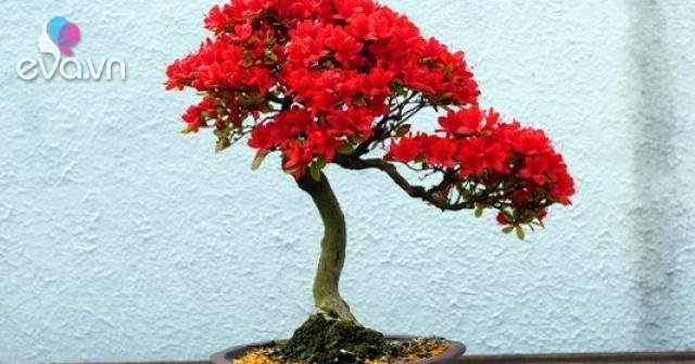 Cây Bonsai là gì? Phân loại, ý nghĩa và những sự thật thú vị