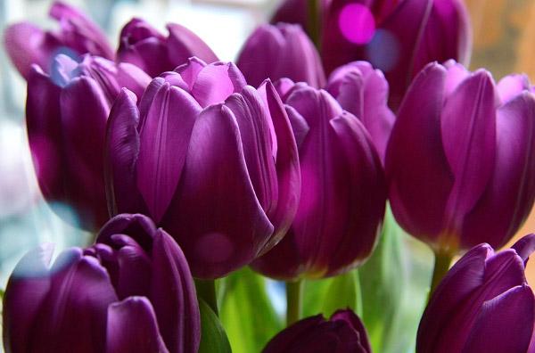 Ý nghĩa hoa Tulip vàng, đỏ, trắng, hồng, tím trong tình yêu và đời sống - 6