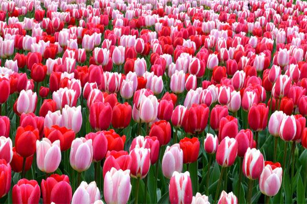 Ý nghĩa hoa Tulip vàng, đỏ, trắng, hồng, tím trong tình yêu và đời sống - 5
