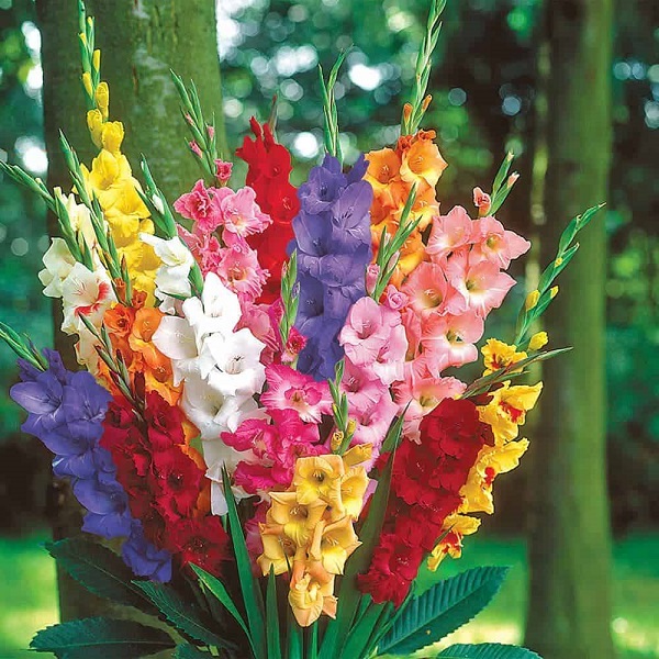 Hoa Lay Ơn (hoa Dơn): Ý nghĩa, cách chọn và cắm hoa đẹp - 3