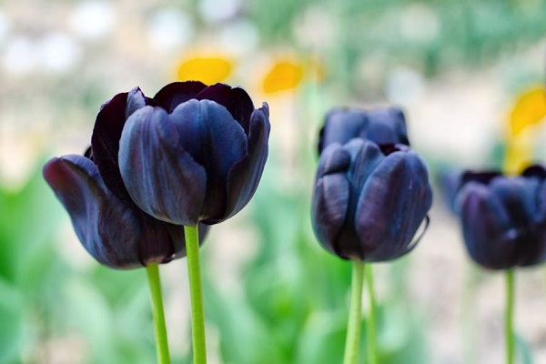 Ý nghĩa hoa Tulip vàng, đỏ, trắng, hồng, tím trong tình yêu và đời sống - 7