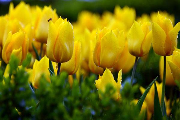 Ý nghĩa hoa Tulip vàng, đỏ, trắng, hồng, tím trong tình yêu và đời sống - 2