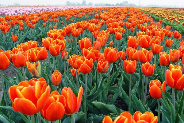 Ý nghĩa hoa Tulip vàng, đỏ, trắng, hồng, tím trong tình yêu và đời sống - 8