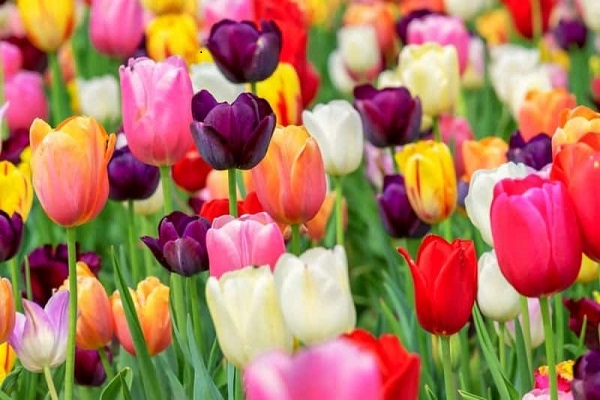 Ý nghĩa hoa Tulip vàng, đỏ, trắng, hồng, tím trong tình yêu và đời sống - Cây cảnh - Vườn