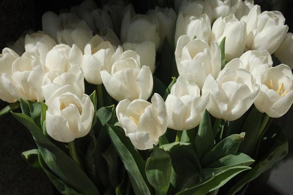 Ý nghĩa hoa Tulip vàng, đỏ, trắng, hồng, tím trong tình yêu và đời sống - 4