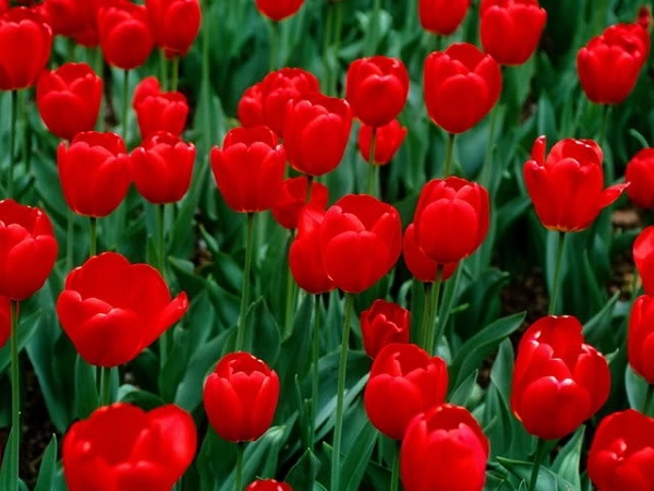 Ý nghĩa hoa Tulip vàng, đỏ, trắng, hồng, tím trong tình yêu và đời sống - 3