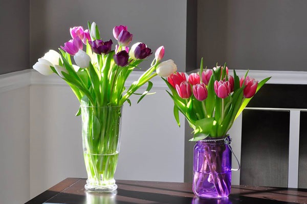 Ý nghĩa hoa Tulip vàng, đỏ, trắng, hồng, tím trong tình yêu và đời sống - 10